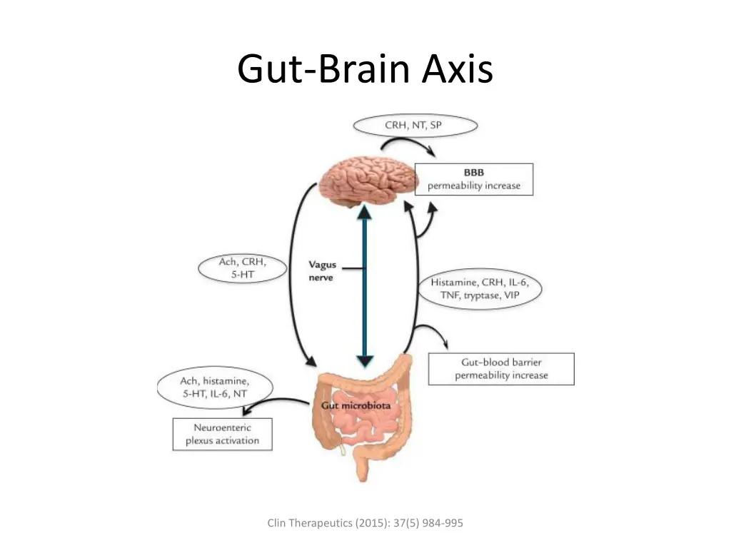gut brain axis