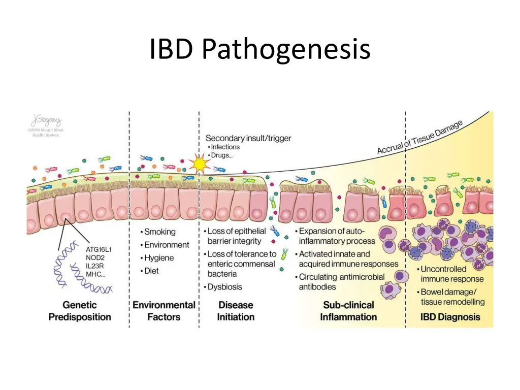 ibd pathogenesis