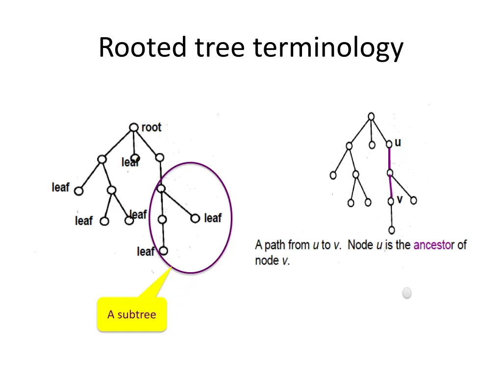 rooted tree terminology 1