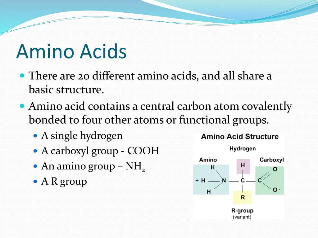 amino acids