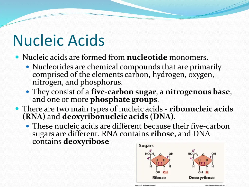 nucleic acids nucleic acids are formed from
