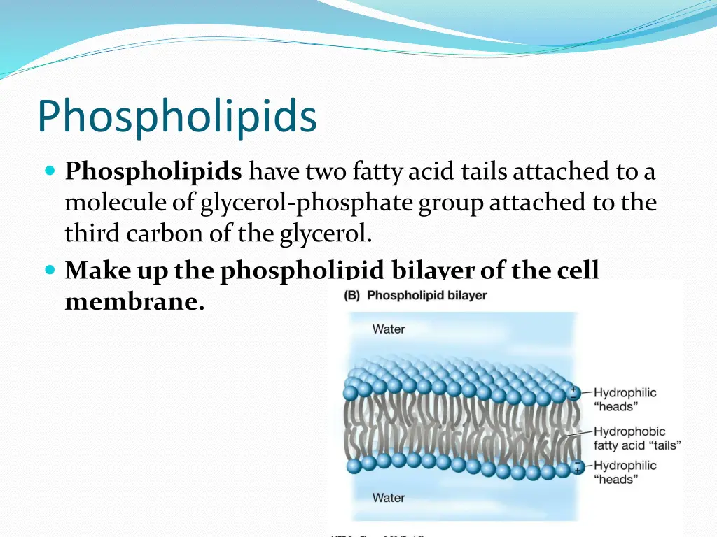 phospholipids