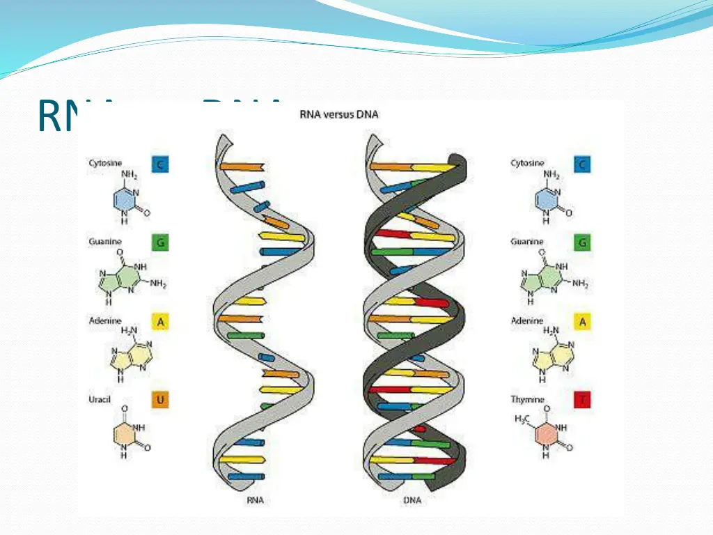rna vs dna