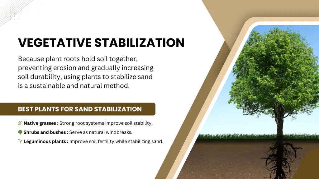 vegetative stabilization because plant roots hold