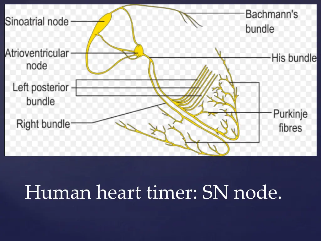 human heart timer sn node
