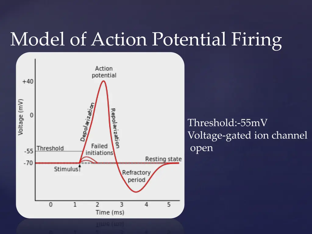 model of action potential firing