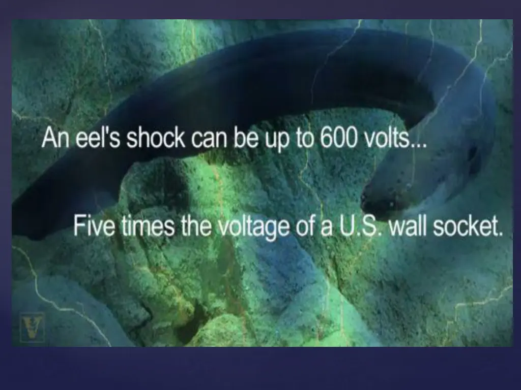 slide15