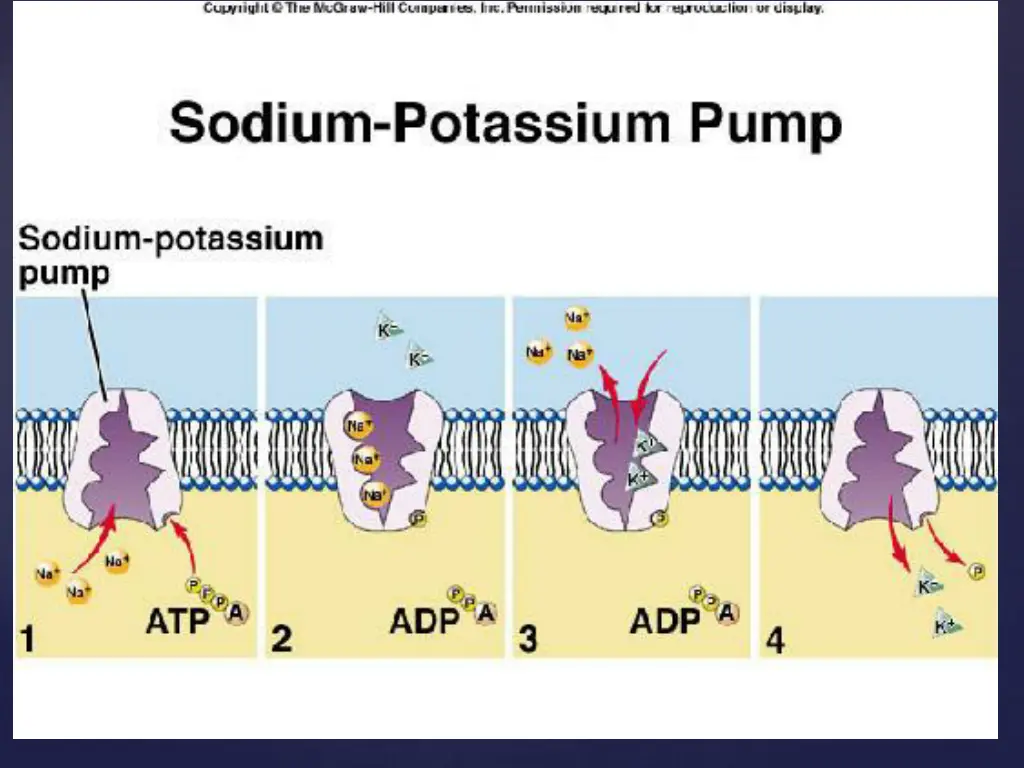 slide21