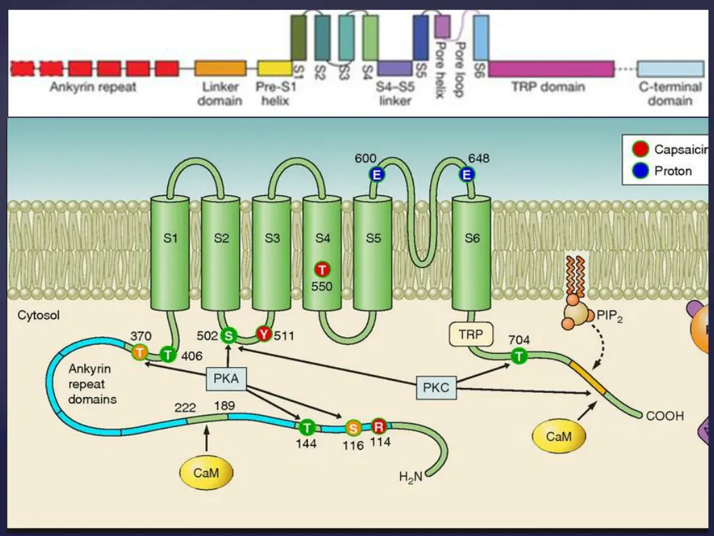 slide36