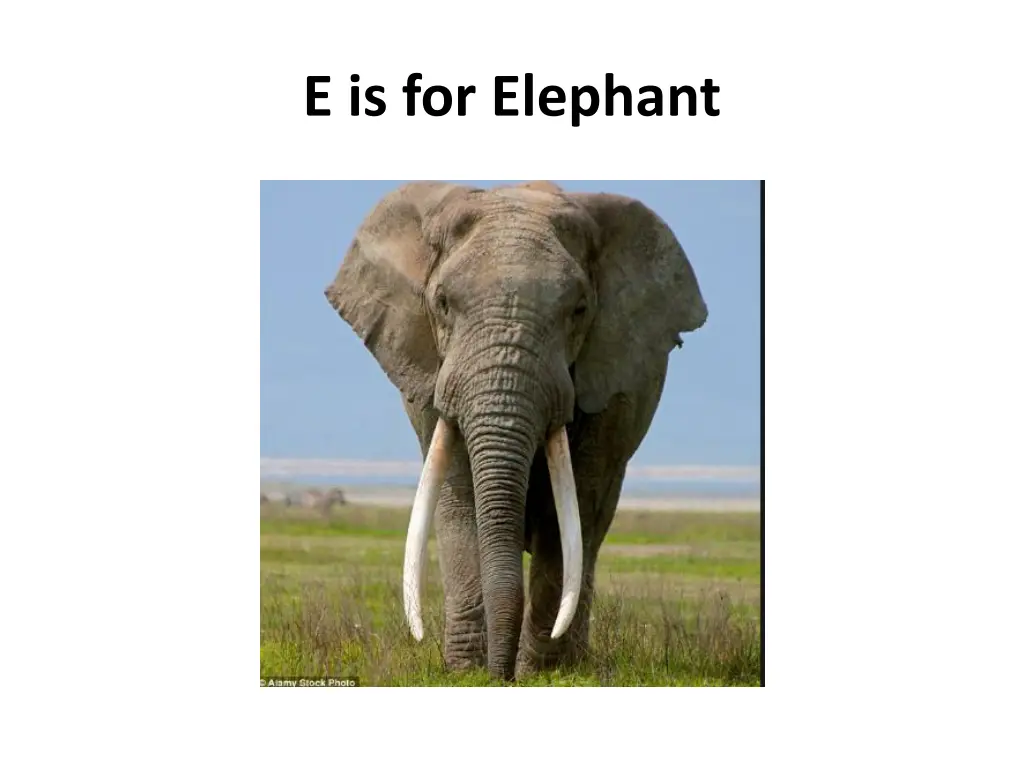 e is for elephant