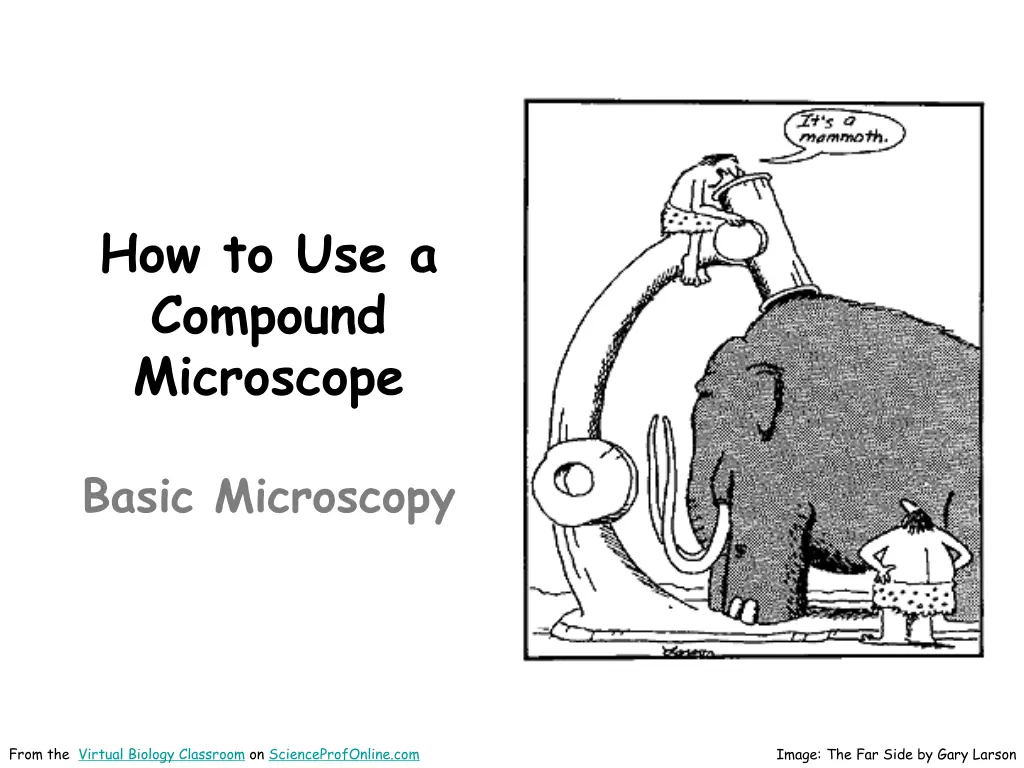 how to use a compound microscope