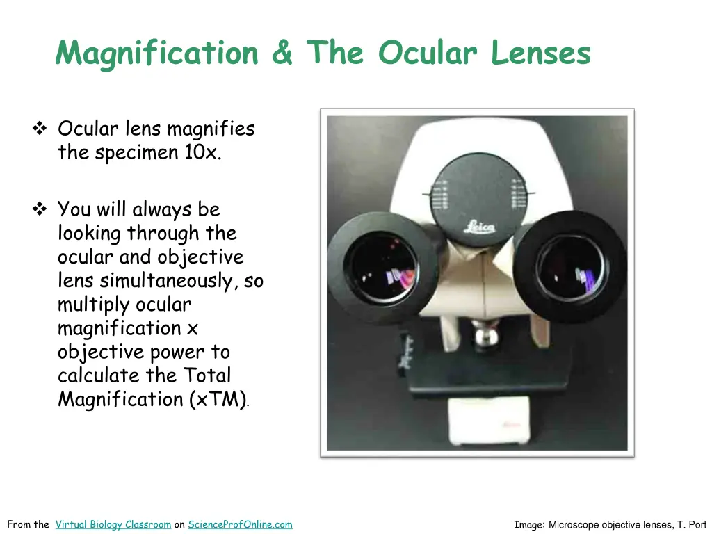 magnification the ocular lenses
