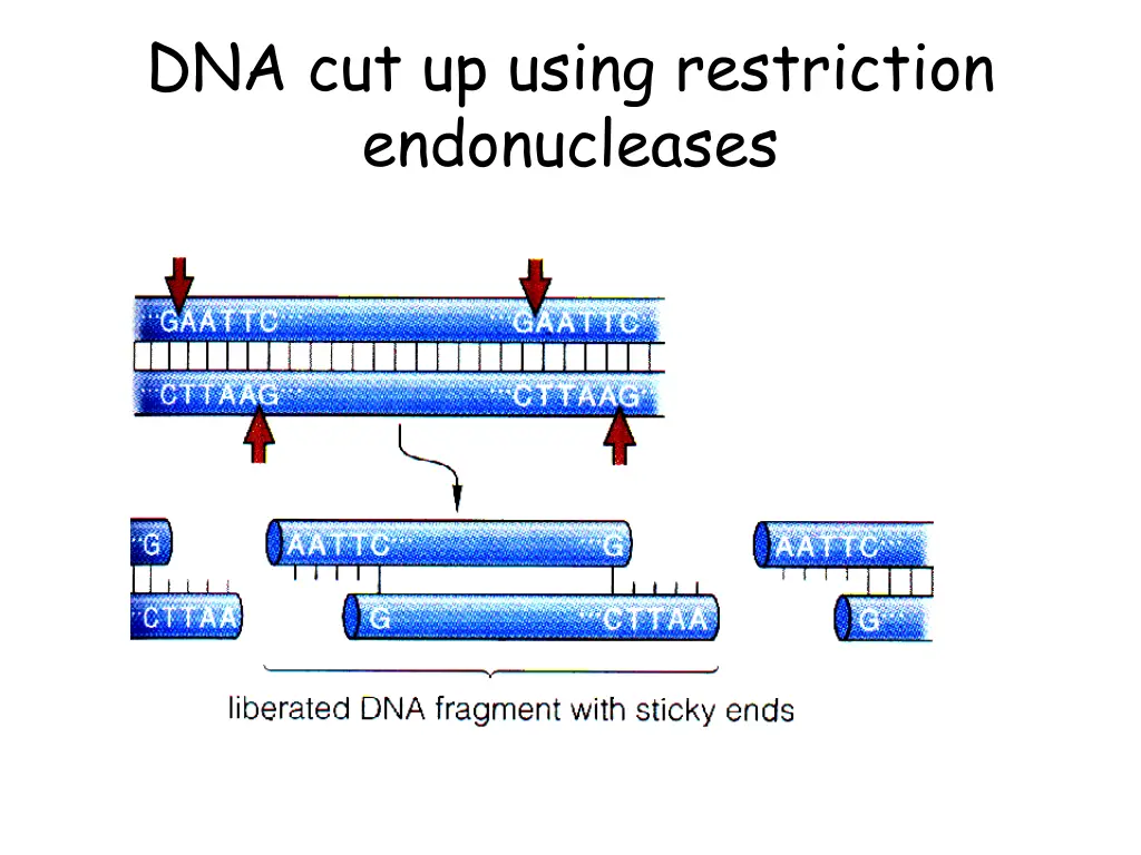 dna cut up using restriction endonucleases