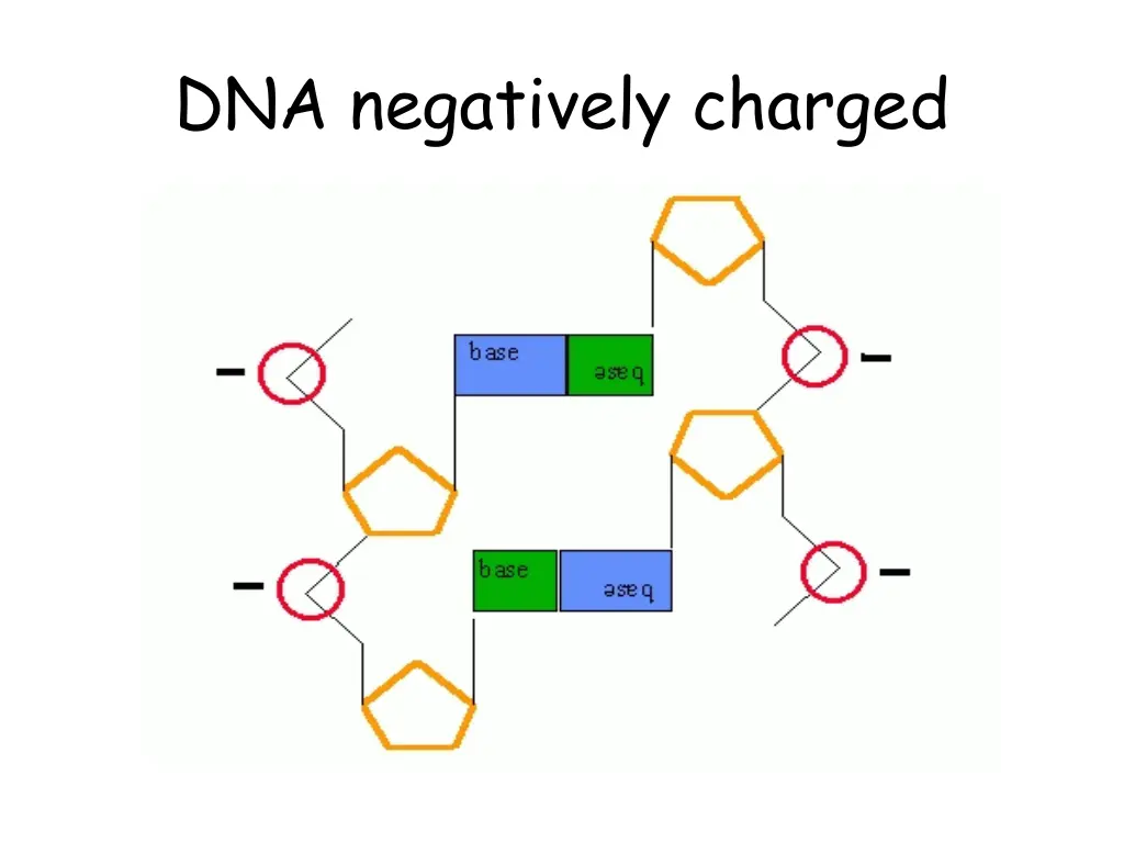 dna negatively charged