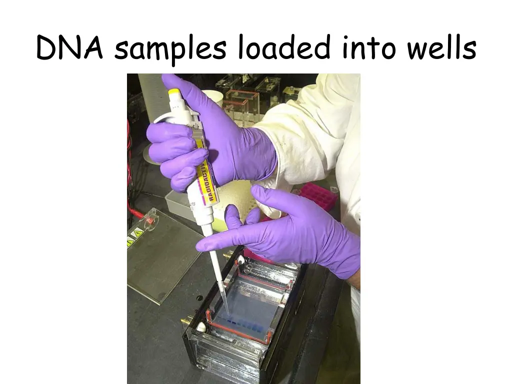 dna samples loaded into wells