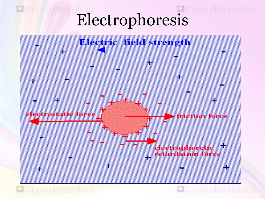 electrophoresis 1