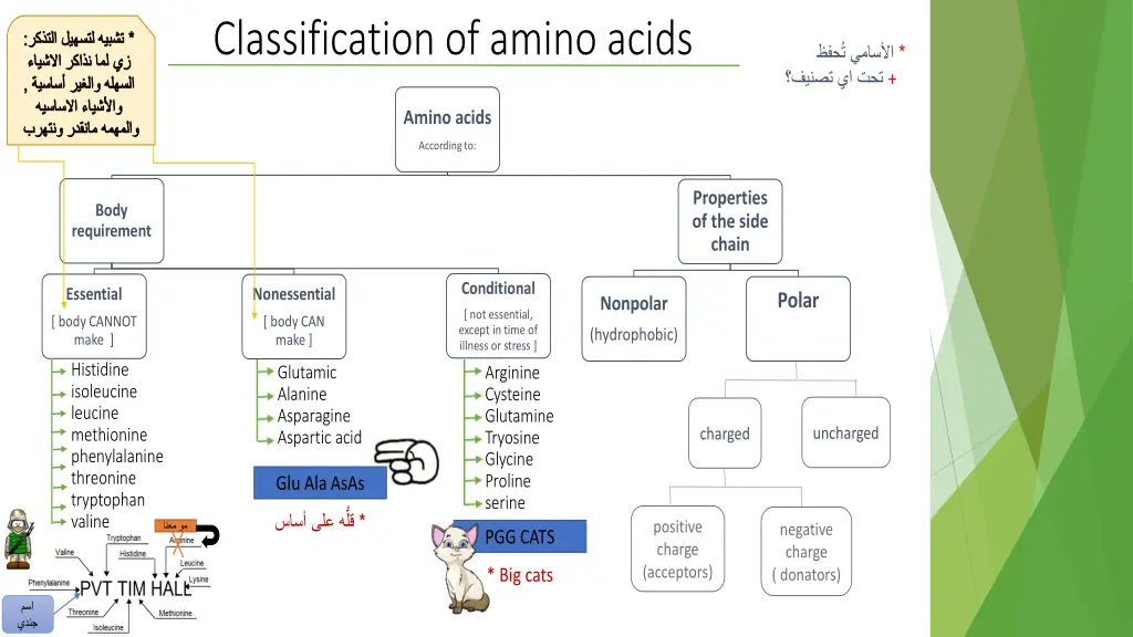 classification of amino acids