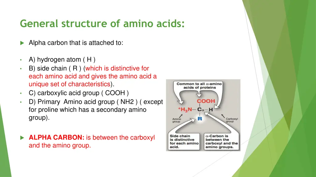 general structure of amino acids