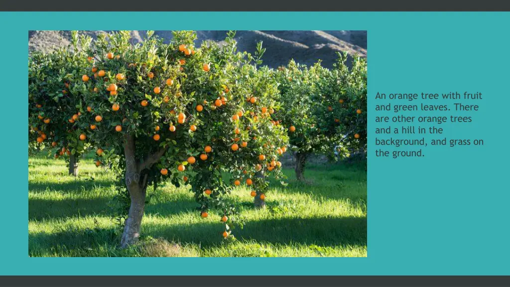 an orange tree with fruit and green leaves there