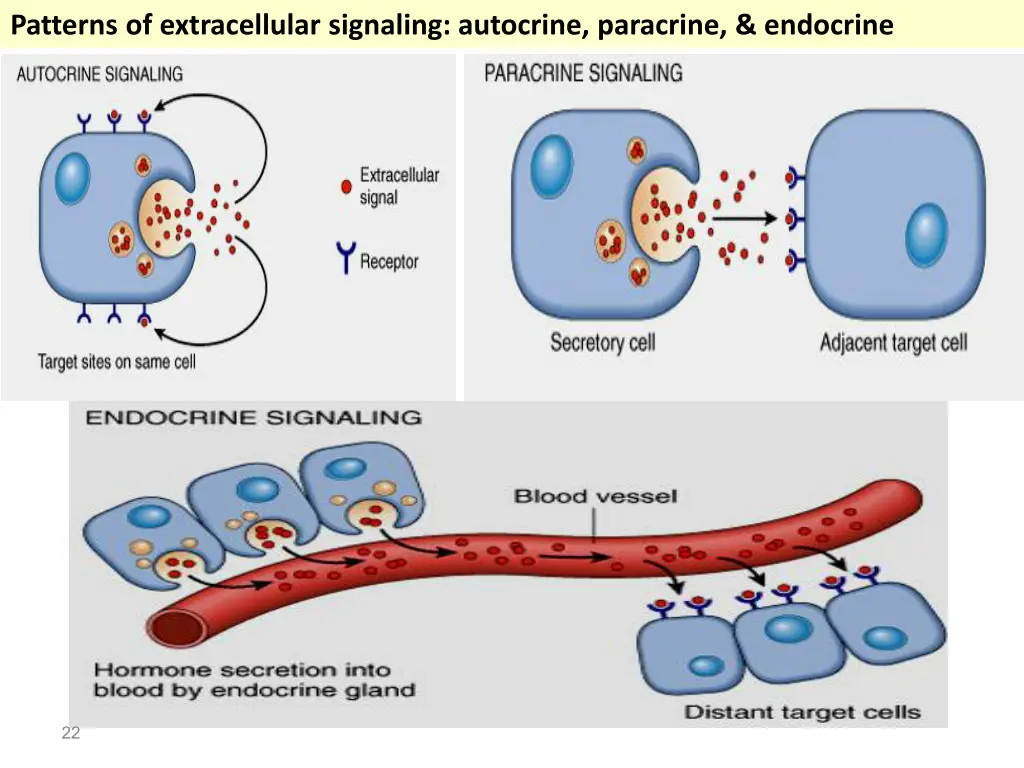 patterns of extracellular signaling autocrine