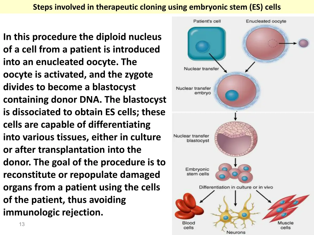 steps involved in therapeutic cloning using