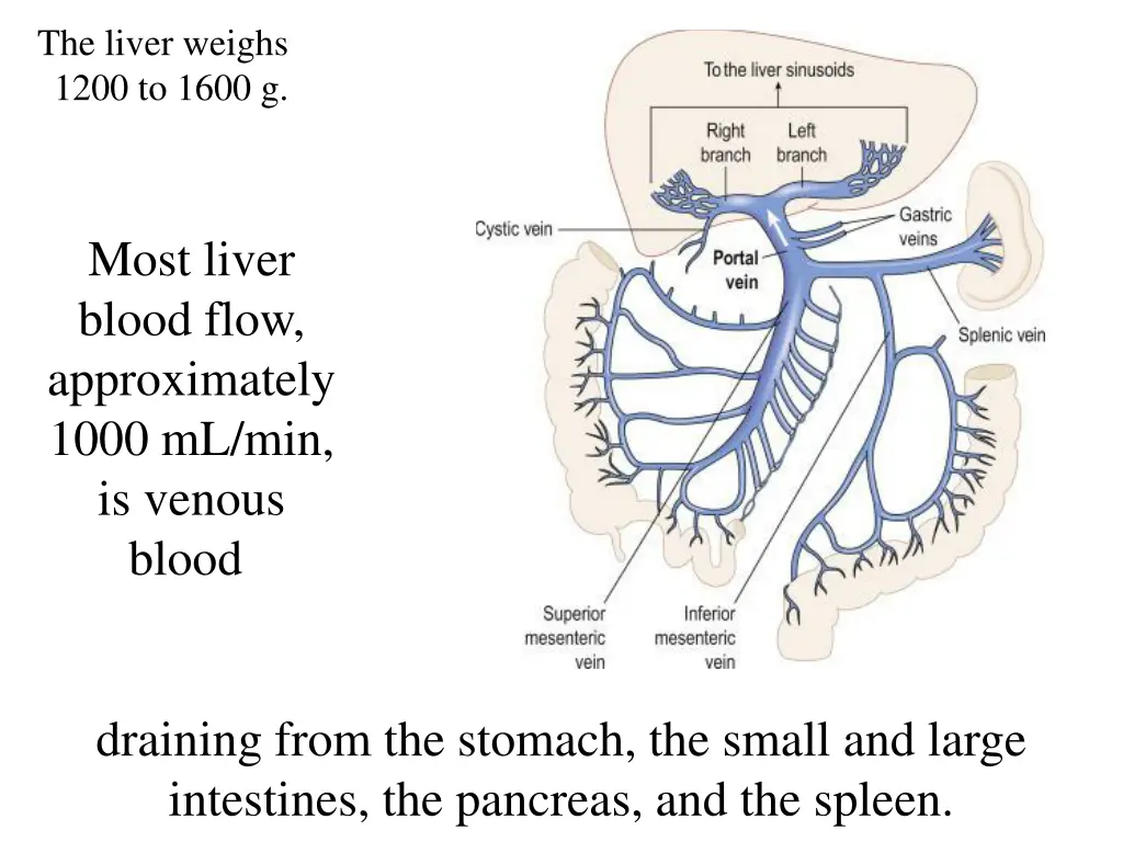 the liver weighs 1200 to 1600 g