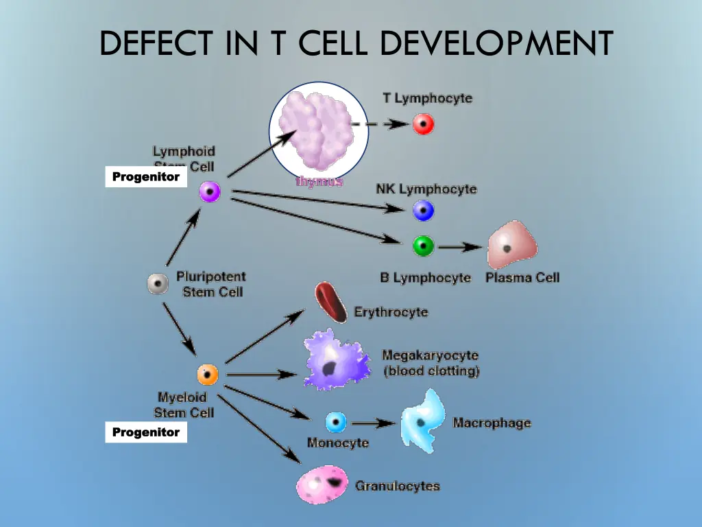 defect in t cell development