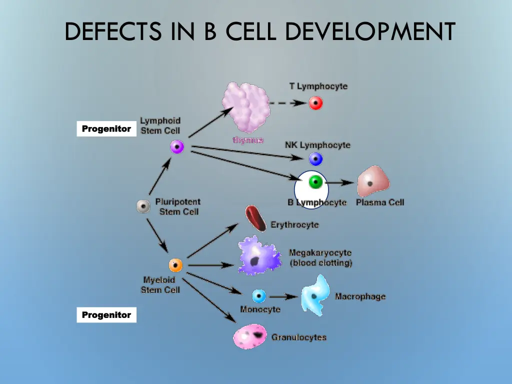 defects in b cell development