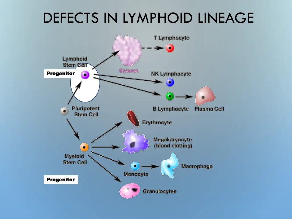 defects in lymphoid lineage