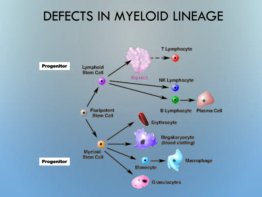 defects in myeloid lineage
