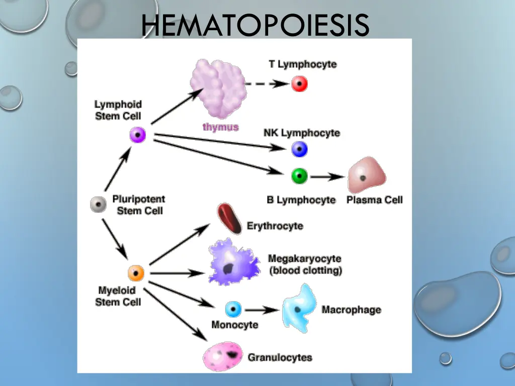 hematopoiesis