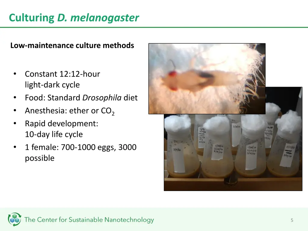 culturing d melanogaster