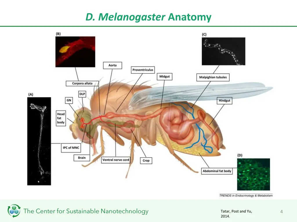 d melanogaster anatomy