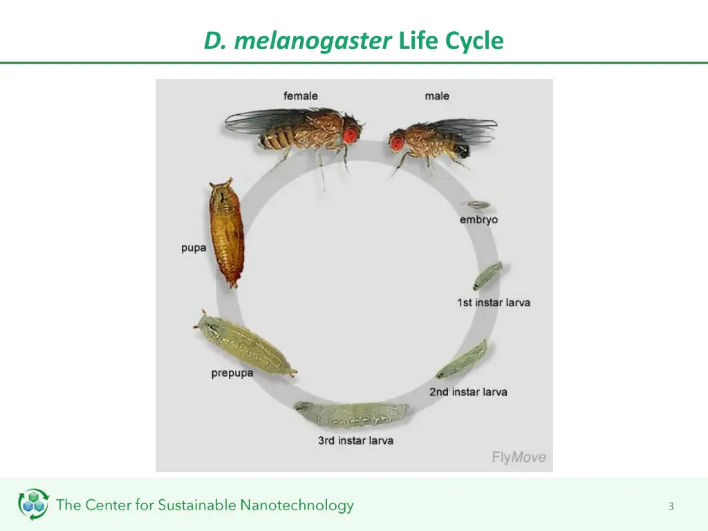d melanogaster life cycle