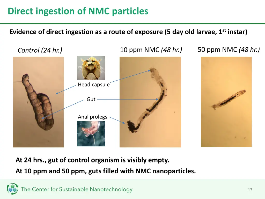 direct ingestion of nmc particles