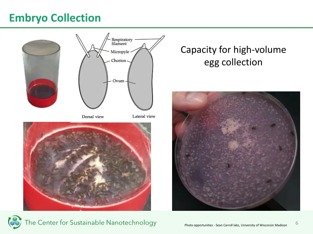 embryo collection