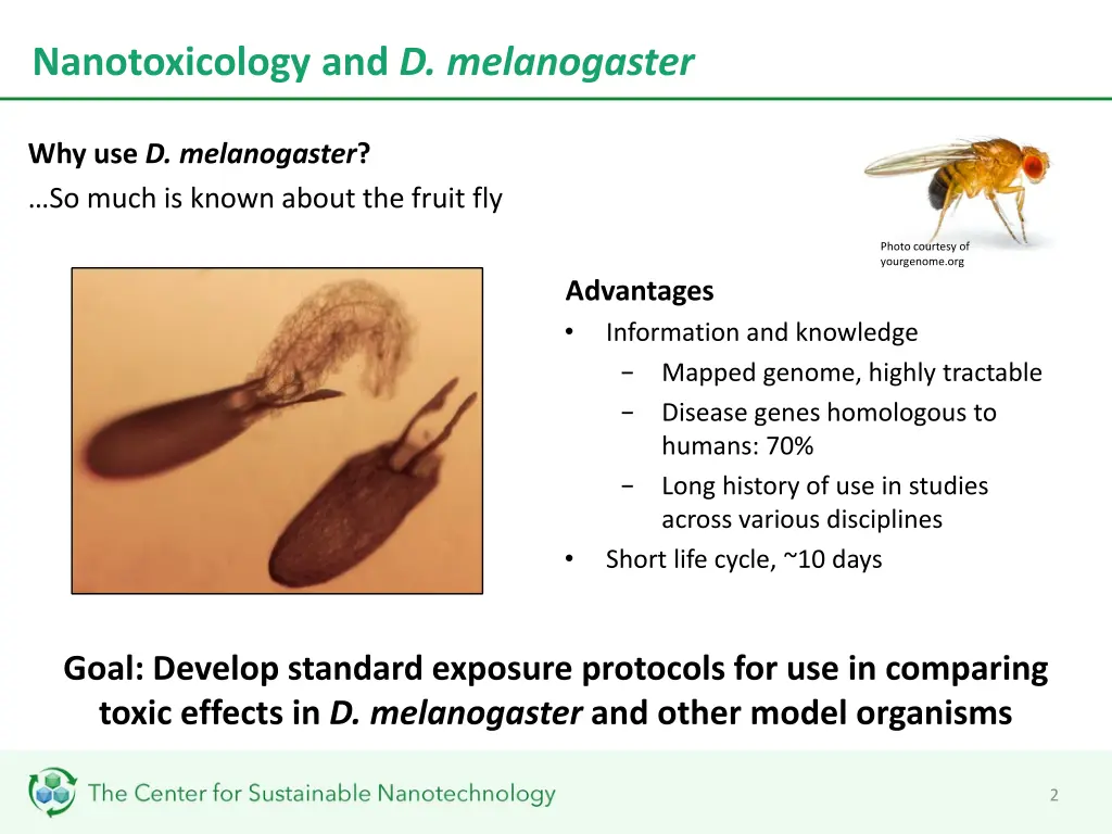 nanotoxicology and d melanogaster