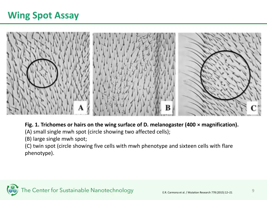 wing spot assay