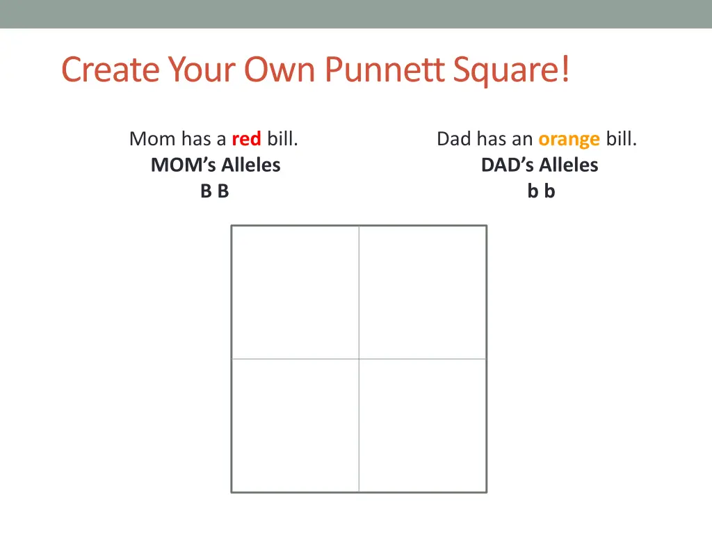 create your own punnett square