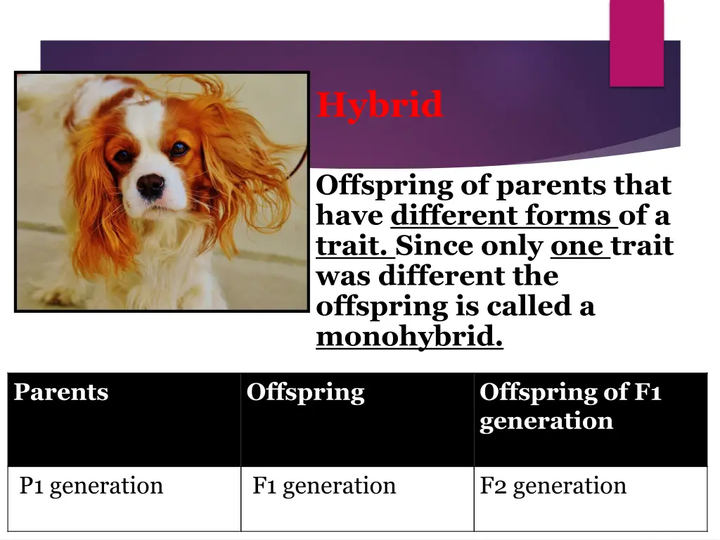 dog hybrid funny pet animal fur brown white