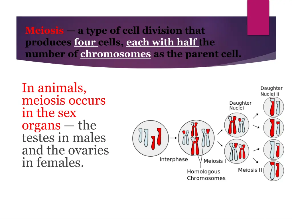 meiosis a type of cell division that produces