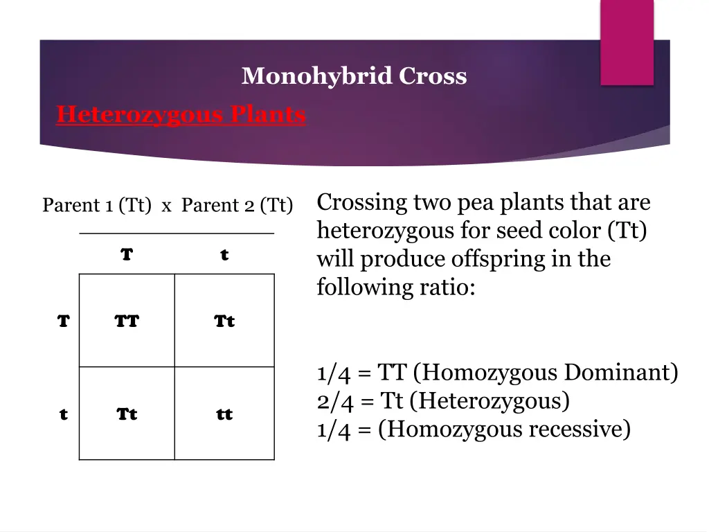 monohybrid cross