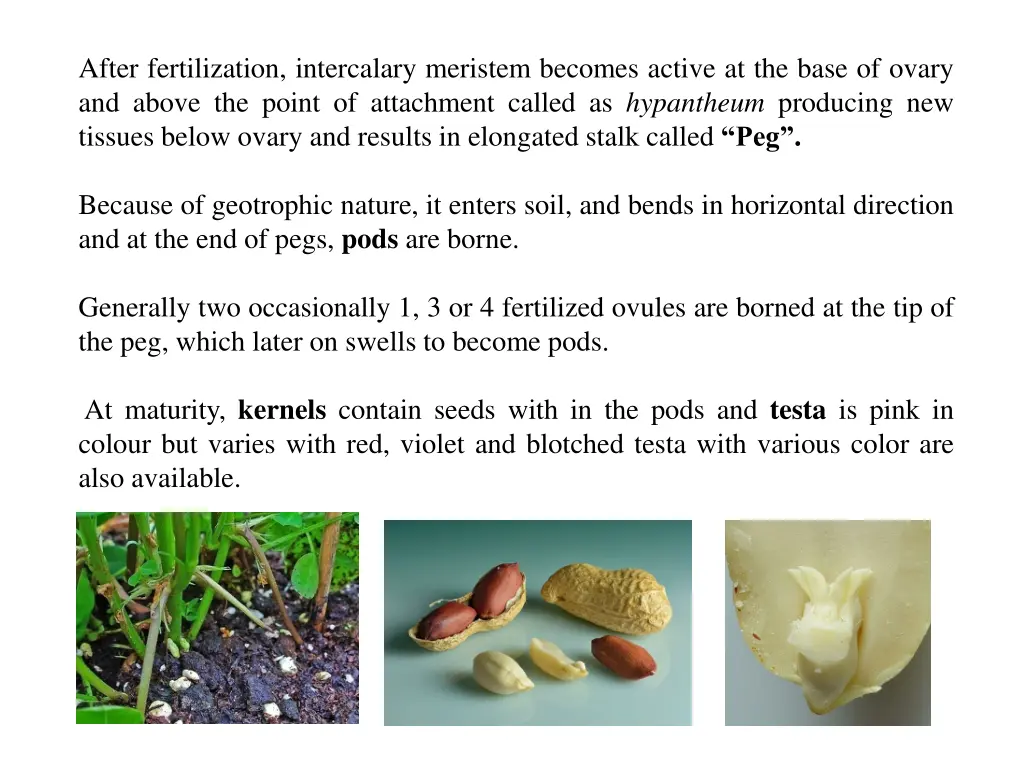 after fertilization intercalary meristem becomes