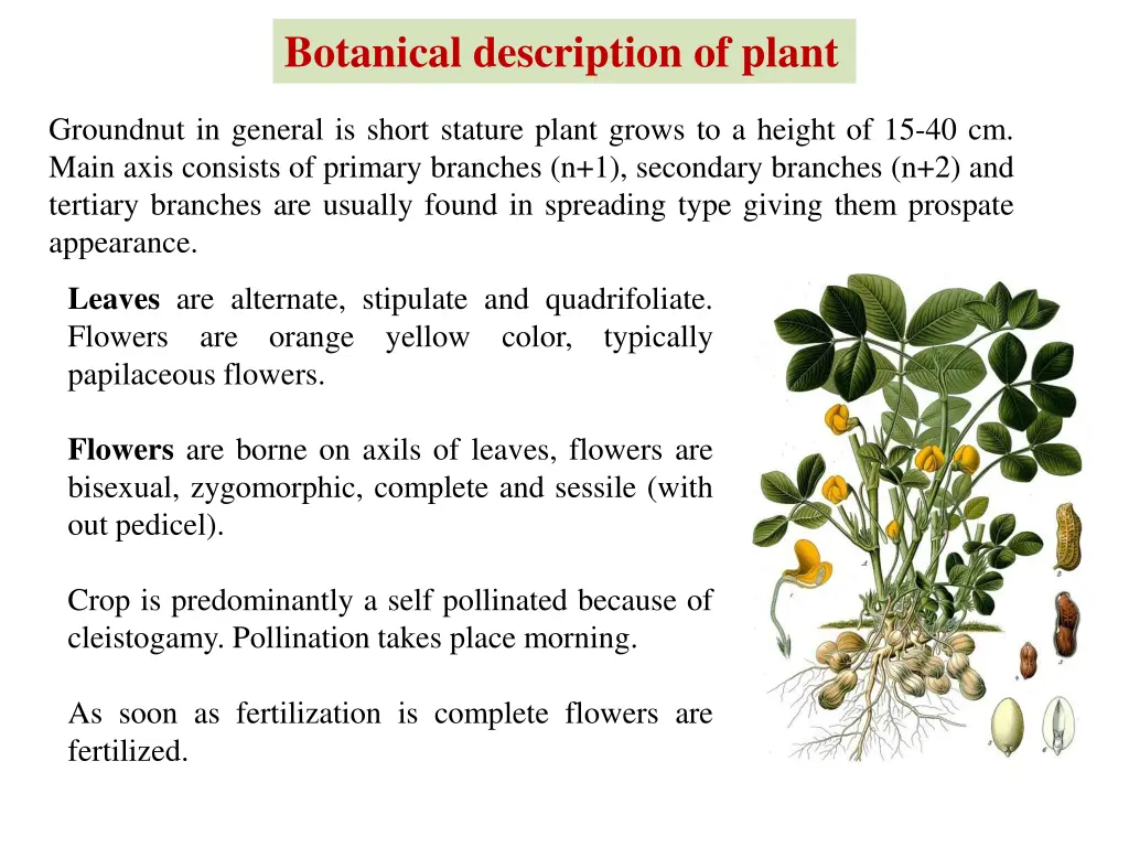 botanical description of plant