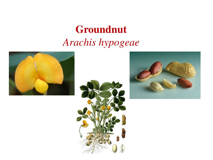 groundnut arachis hypogeae