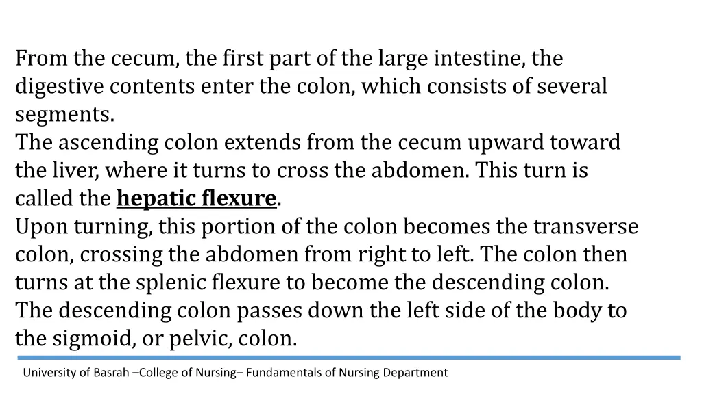 from the cecum the first part of the large