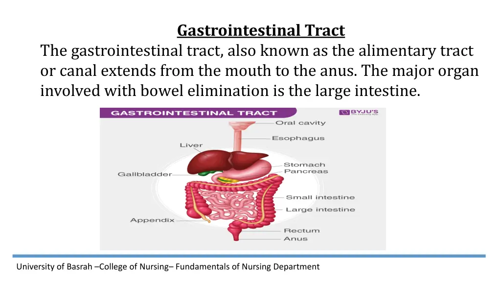 gastrointestinal tract