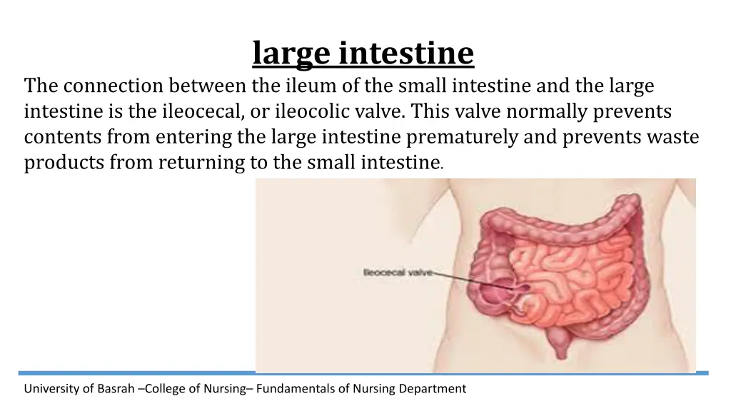 large intestine 1