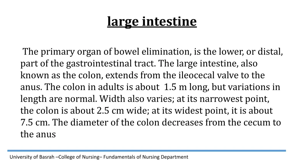 large intestine