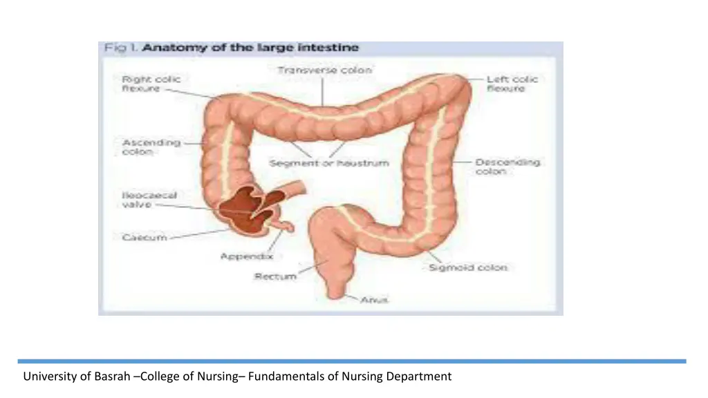 university of basrah college of nursing